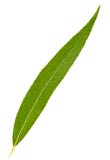 Green Leaf Of Willow Isolated Stock Photography