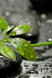 Green Leaf On Spa Stone Royalty Free Stock Photo Green Leaf On Spa Stone Royalty Free Stock Photo
