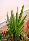 Green Leaf Palm Plant Royalty Free Stock Photography Green Leaf Palm Plant Royalty Free Stock Photography