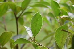 A green leaf after rain stock image A green leaf after rain stock image