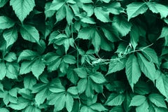 Green leaf texture. Leaf texture background stock image Green leaf texture. Leaf texture background stock image