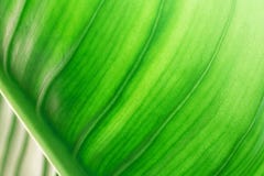Green leaf texture with nature background. Abstract leaves surface of natural concept