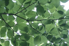 Green Leaf Tree Stock Image Green Leaf Tree Stock Image
