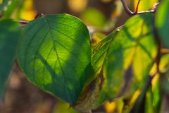 Green leaf of the tree in the soft sunlight royalty free stock image Green leaf of the tree in the soft sunlight royalty free stock image
