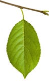 Green leaf on white