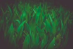 green leafy herbs in the shade royalty free stock image green leafy herbs in the shade royalty free stock image