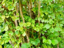 Green leaves as a background Polyscias Guilfoylei, Quercifolia or Geranium Aralia royalty free stock images Green leaves as a background Polyscias Guilfoylei, Quercifolia or Geranium Aralia royalty free stock images