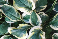 Green leaves background. Exotic home plant royalty free stock photography Green leaves background. Exotic home plant royalty free stock photography