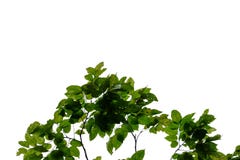 Tropical tree leaves with branches on white isolated background for green foliage backdrop royalty free stock photos Tropical tree leaves with branches on white isolated background for green foliage backdrop royalty free stock photos