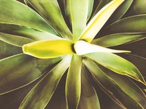 Green leaves background of the tropical plants .Texture for creative layout made of leaf nature stock image Green leaves background of the tropical plants .Texture for creative layout made of leaf nature stock image