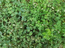 The green leaves of the Bush in summer stock image The green leaves of the Bush in summer stock image
