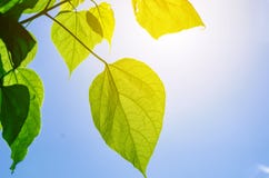 Green leaves of a catalpa tree on a background blue sky