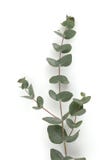 Green Leaves Eucalyptus Branch Light And Shadow On White Wall Vertical Background Royalty Free Stock Photo Green Leaves Eucalyptus Branch Light And Shadow On White Wall Vertical Background Royalty Free Stock Photo