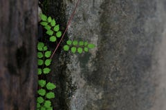 Green leaves are growing in the niche of the dirty cement wall, for the background stock images Green leaves are growing in the niche of the dirty cement wall, for the background stock images