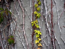 Green Leaves Against A Grey Slate Wall royalty free stock image Green Leaves Against A Grey Slate Wall royalty free stock image