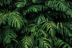 Green leaves of Monstera philodendron plant growing in wild, the tropical forest plant, evergreen vines on dark background.