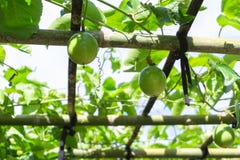 Green leaves and passion fruit brace in farm with sun light royalty free stock image Green leaves and passion fruit brace in farm with sun light royalty free stock image