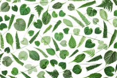 Green leaves pattern isolated on white background top view. Flat lay styling. royalty free stock photography Green leaves pattern isolated on white background top view. Flat lay styling. royalty free stock photography