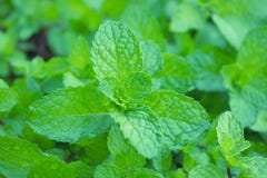 Green leaves of peppermint. Royalty Free Stock Images Green leaves of peppermint. Royalty Free Stock Images