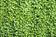 Green leaves wall Royalty Free Stock Images Green leaves wall Royalty Free Stock Images
