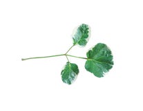 Green leaves with white edge patterns or Polyscias Balfouriana isolated on white background and clipping path , ornamental plants royalty free stock photo Green leaves with white edge patterns or Polyscias Balfouriana isolated on white background and clipping path , ornamental plants royalty free stock photo
