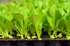 Green lettuce seedling. food and vegetable royalty free stock image Green lettuce seedling. food and vegetable royalty free stock image