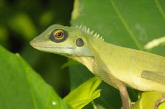 Green Lizard In The Park Royalty Free Stock Image