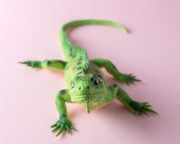 basilisk lizard toy