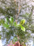 The leaves of an Australian native lime tree royalty free stock photo The leaves of an Australian native lime tree royalty free stock photo