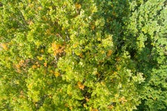 green låter vara oaken fotografering för bildbyråer green låter vara oaken fotografering för bildbyråer