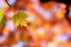 Green Maple Leaves On Red Stock Photos Green Maple Leaves On Red Stock Photos