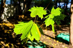 Green maple leaves in the sun royalty free stock photography Green maple leaves in the sun royalty free stock photography