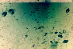 Green Microscopic Nature Background Stock Photo Green Microscopic Nature Background Stock Photo