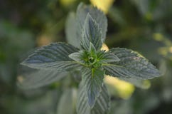 Green mint leaves royalty free stock image Green mint leaves royalty free stock image