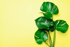 Green Monstera Leaves On Yellow Background With Copy Space. Top View. Minimal Design. Exotic Plant. Creative Summer Flat Stock Image