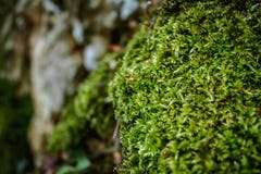 Green moss background texture beautiful in nature. royalty free stock photography Green moss background texture beautiful in nature. royalty free stock photography