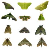 Green Moths Royalty Free Stock Photos