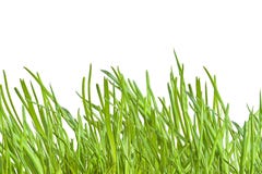 Green Onion Stock Images Green Onion Stock Images