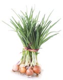 Green Onion Royalty Free Stock Photo