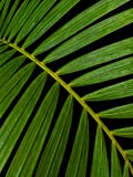 Green palm leaves stock image Green palm leaves stock image