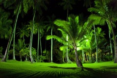 Green Palm Trees At Night Royalty Free Stock Photos