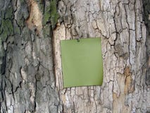 Green Paper At The Cortex Of Tree Stock Image Green Paper At The Cortex Of Tree Stock Image