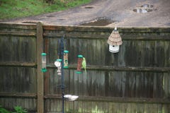 Green parakeet / parrot on a domestic English garden bird feeder royalty free stock photography Green parakeet / parrot on a domestic English garden bird feeder royalty free stock photography
