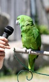 Green Parrot Stock Images