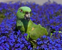 Green Parrot on blue flowers Lobelia Royalty Free Stock Photos Green Parrot on blue flowers Lobelia Royalty Free Stock Photos