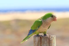 Green parrot in Fuerteventura, Canary Islands royalty free stock photography Green parrot in Fuerteventura, Canary Islands royalty free stock photography