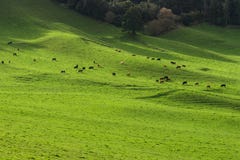 Green pasture herd of cows