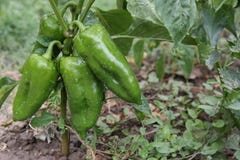 Green pepper stock photography Green pepper stock photography