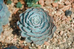 Green pink and purple succulent stock photos Green pink and purple succulent stock photos