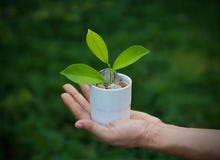 Green plant growing out of coins in white cup on hand nature background royalty free stock photos Green plant growing out of coins in white cup on hand nature background royalty free stock photos